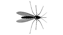 Mosquito
