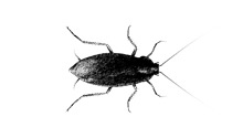 German-Cockroach
